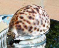 Rare Georgian Solid Silver Mounted Scottish Tiger Cowrie Shell Snuff Box (6 of 11) Rare Georgian Solid Silver Mounted Scottish Tiger Cowrie Shell Snuff Box (6 of 11)