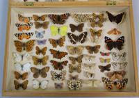 Antique Butterfly & Moth Cased Specimen Collection (2 of 8) Antique Butterfly & Moth Cased Specimen Collection (2 of 8)