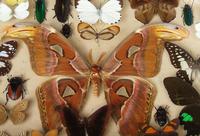 Large Antique Specimen Butterfly & Insect Case (10 of 10) Large Antique Specimen Butterfly & Insect Case (10 of 10)