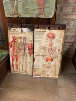 1910 Anatomical Medical Figure (7 of 9) 1910 Anatomical Medical Figure (7 of 9)