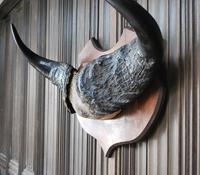 Pair of Cape Buffalo Horn Trophies on Shields (3 of 10) Pair of Cape Buffalo Horn Trophies on Shields (3 of 10)