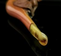 Rare Antique Erotic Folk Art Pipe (11 of 11) Rare Antique Erotic Folk Art Pipe (11 of 11)