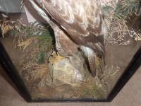 Magnificent Taxidermist's Display of a Buzzard in a Glass Case - Late Victorian (3 of 6) Magnificent Taxidermist's Display of a Buzzard in a Glass Case - Late Victorian (3 of 6)
