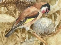 Ornithological Watercolour Finches Birds Study by Florence Barlow Royal Doulton (5 of 40) Ornithological Watercolour Finches Birds Study by Florence Barlow Royal Doulton (5 of 40)