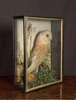 Decorative Cased Taxidermy Barn Owl (7 of 10) Decorative Cased Taxidermy Barn Owl (7 of 10)
