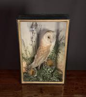 Decorative Cased Taxidermy Barn Owl (5 of 10) Decorative Cased Taxidermy Barn Owl (5 of 10)