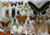 Large Antique Butterfly & Insect Specimen Case (5 of 7) Large Antique Butterfly & Insect Specimen Case (5 of 7)