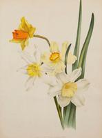 Hybrid Narcissi Group Chromolithograph. Robinson. The Garden 1871-1881 (2 of 4) Hybrid Narcissi Group Chromolithograph. Robinson. The Garden 1871-1881 (2 of 4)