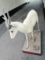 Taxidermy: An African Antelope (3 of 7) Taxidermy: An African Antelope (3 of 7)