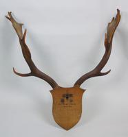 Antique Antlers on Solid Oak Shield (5 of 7) Antique Antlers on Solid Oak Shield (5 of 7)