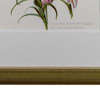 Romantic and Wonderful 'Mixed Lilies' Chromolithograph 1903 (3 of 4) Romantic and Wonderful 'Mixed Lilies' Chromolithograph 1903 (3 of 4)