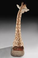 Rare And Extremely Well Prepared Late 20th Century Taxidermy African Bull Giraffe (4 of 14) Rare And Extremely Well Prepared Late 20th Century Taxidermy African Bull Giraffe (4 of 14)