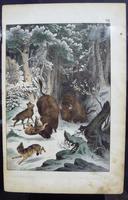 6 Framed Animal Coloured Pictures Plates C1877 Sketches From Nature - N Europe & Lapland (5 of 11) 6 Framed Animal Coloured Pictures Plates C1877 Sketches From Nature - N Europe & Lapland (5 of 11)
