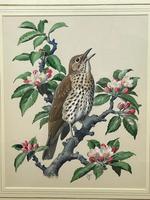 Watercolour "Chirping Song Thrush Bird" Signed Charles Frederick Tunnicliffe OBE RA 1901-1979 (7 of 35) Watercolour "Chirping Song Thrush Bird" Signed Charles Frederick Tunnicliffe OBE RA 1901-1979 (7 of 35)