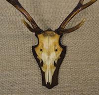 19th Century Antique Antlers on Shield (5 of 5) 19th Century Antique Antlers on Shield (5 of 5)