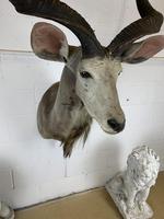 Item Additional Image