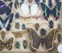 Good Antique Butterfly & Insect Specimens Collection (4 of 7) Good Antique Butterfly & Insect Specimens Collection (4 of 7)