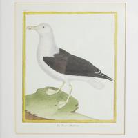 Set of Twelve Bird Hand Coloured Engravings by Martinet (4 of 5) Set of Twelve Bird Hand Coloured Engravings by Martinet (4 of 5)