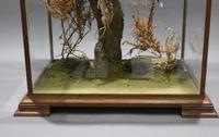 Fine Edwardian Cased Taxidermy Kestrel (8 of 10) Fine Edwardian Cased Taxidermy Kestrel (8 of 10)