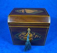Georgian Mahogany Shell Inlaid Single Tea Caddy (14 of 15) Georgian Mahogany Shell Inlaid Single Tea Caddy (14 of 15)