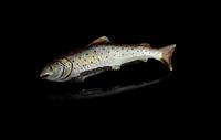 Antique Enamel Salmon Brooch, 15ct Gold, Silver (6 of 14) Antique Enamel Salmon Brooch, 15ct Gold, Silver (6 of 14)