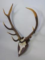 Large Set of Antique Antlers on Shield Hunting Trophy (3 of 6) Large Set of Antique Antlers on Shield Hunting Trophy (3 of 6)