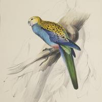 Set of Four 19th Century Bird Lithographs by Edward Lear (3 of 5) Set of Four 19th Century Bird Lithographs by Edward Lear (3 of 5)