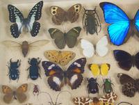 Antique Butterfly and Insect Specimens Collection (5 of 8) Antique Butterfly and Insect Specimens Collection (5 of 8)