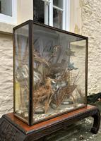 Taxidermy Edwardian Case of 7 Birds Inc: Kingfisher, Snipe, Moorhen & Woodcock (14 of 15) Taxidermy Edwardian Case of 7 Birds Inc: Kingfisher, Snipe, Moorhen & Woodcock (14 of 15)
