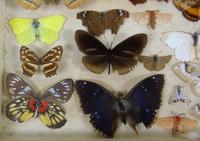 Antique Butterfly and Moth Cased Specimen Collection (6 of 7) Antique Butterfly and Moth Cased Specimen Collection (6 of 7)