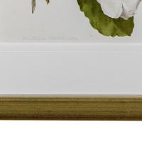 Beautiful 'White Magnolias' Chromolithograph. Henry G Moon. 1903 (3 of 4) Beautiful 'White Magnolias' Chromolithograph. Henry G Moon. 1903 (3 of 4)