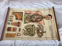 Vintage Medical Anatomical Elementary Physiology Chart Poster Early Arnold No 5 (15 of 19) Vintage Medical Anatomical Elementary Physiology Chart Poster Early Arnold No 5 (15 of 19)