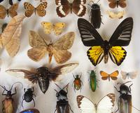 Large Antique Butterfly & Insect Specimen Case (7 of 7) Large Antique Butterfly & Insect Specimen Case (7 of 7)