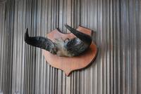 Pair of Cape Buffalo Horn Trophies on Shields (7 of 10) Pair of Cape Buffalo Horn Trophies on Shields (7 of 10)