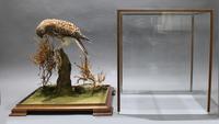 Fine Edwardian Cased Taxidermy Kestrel (9 of 10) Fine Edwardian Cased Taxidermy Kestrel (9 of 10)