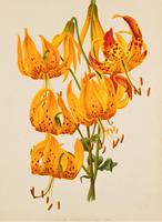 Stunning Liliium Humboldtii Chromolithograph 1871-1881 (5 of 5) Stunning Liliium Humboldtii Chromolithograph 1871-1881 (5 of 5)