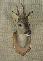 Taxidermy Roe Deer (2 of 4) Taxidermy Roe Deer (2 of 4)