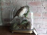 Great Specimen of the Victorian Art of Taxidermy. Late Victorian (5 of 5) Great Specimen of the Victorian Art of Taxidermy. Late Victorian (5 of 5)
