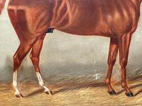 Victorian Oil Painting Chestnut Horse Portrait In Stable Signed Edwin Loder (11 of 42) Victorian Oil Painting Chestnut Horse Portrait In Stable Signed Edwin Loder (11 of 42)