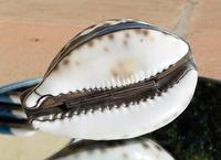 Rare Georgian Solid Silver Mounted Scottish Tiger Cowrie Shell Snuff Box (4 of 11) Rare Georgian Solid Silver Mounted Scottish Tiger Cowrie Shell Snuff Box (4 of 11)