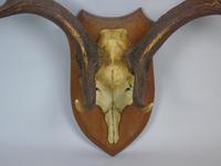 Antique Antlers on Solid Oak Shield (2 of 7) Antique Antlers on Solid Oak Shield (2 of 7)