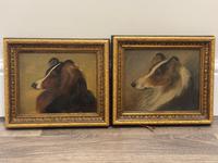 Pair of Scottish 19th Century Oil Paintings Rough Collie Dog Portraits After George Washington Brownlow (2 of 49) Pair of Scottish 19th Century Oil Paintings Rough Collie Dog Portraits After George Washington Brownlow (2 of 49)