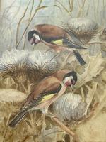 Ornithological Watercolour Finches Birds Study by Florence Barlow Royal Doulton (29 of 40) Ornithological Watercolour Finches Birds Study by Florence Barlow Royal Doulton (29 of 40)