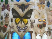 Antique Specimen Butterfly & Insect Case (7 of 8) Antique Specimen Butterfly & Insect Case (7 of 8)