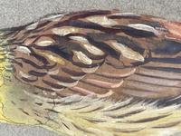 Watercolour "Yellowhammer" Passerine Bird Study By Rolston Gudgeon RSW (22 of 34) Watercolour "Yellowhammer" Passerine Bird Study By Rolston Gudgeon RSW (22 of 34)