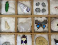 Antique Natural History Collectors Cabinet (4 of 8) Antique Natural History Collectors Cabinet (4 of 8)