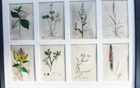 James Sowerby Lovely Collection of 16 Botanicals (3 of 4) James Sowerby Lovely Collection of 16 Botanicals (3 of 4)