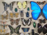 Good Antique Butterfly & Insect Specimens Collection (3 of 7) Good Antique Butterfly & Insect Specimens Collection (3 of 7)