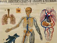 Large University Anatomical Chart “Veins and Lungs” by Turner (5 of 6) Large University Anatomical Chart “Veins and Lungs” by Turner (5 of 6)