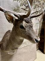 Item Additional Image